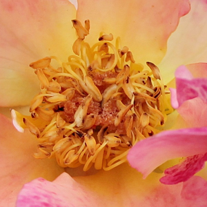 Narudžba ruža - grandiflora ruža  - žuta - crvena - Rosa  Alfred Manessier - intenzivan miris ruže - Dominique Massad - Kombinacija jakog mirisa Damaska i dekorativnih kremastih bijelih cvjetova